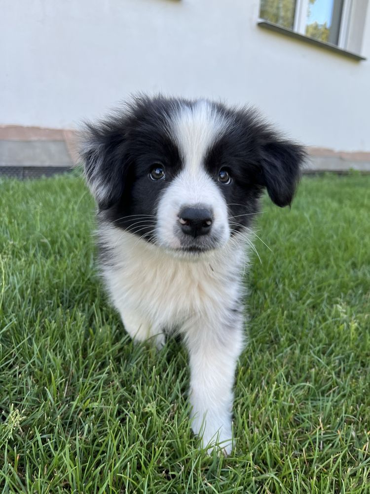 Border Collie FCI