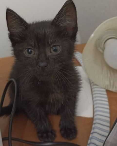 Słodkie kociaki jak Jagódki szukają domków