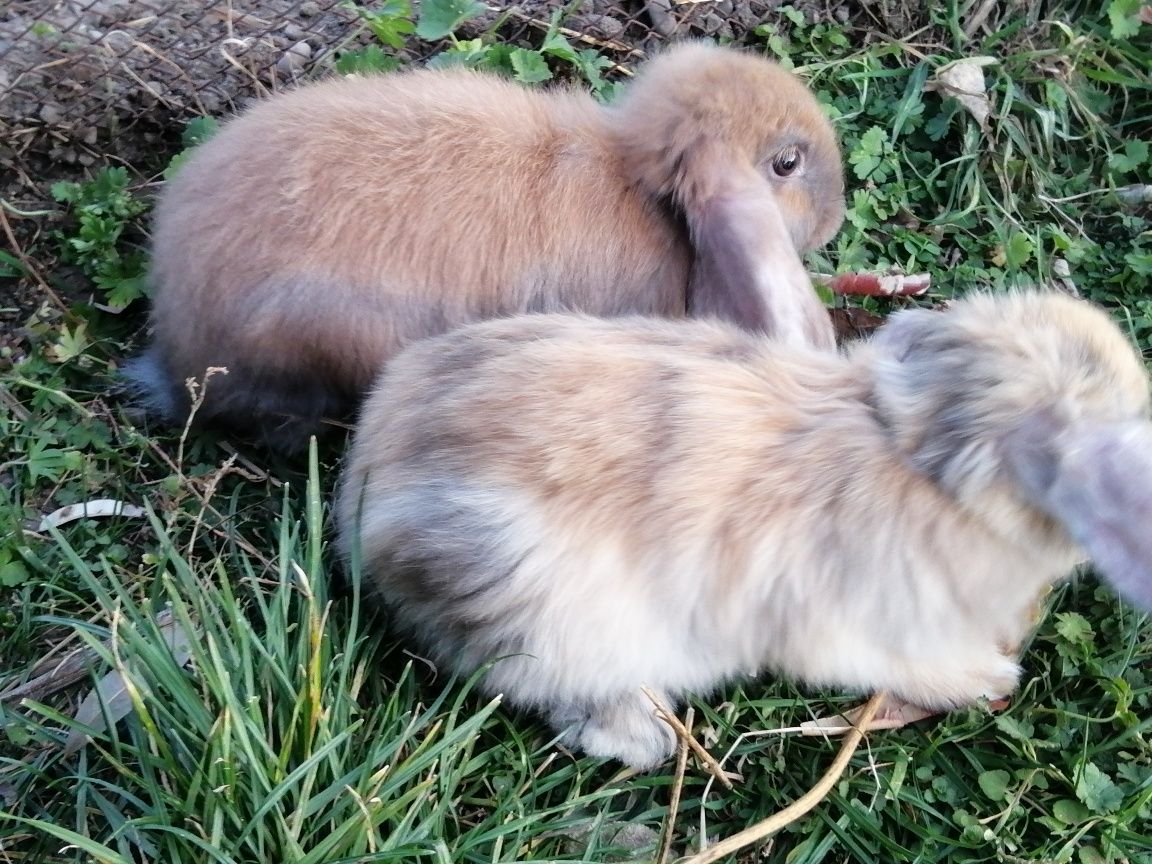 Кролики Французькі барани