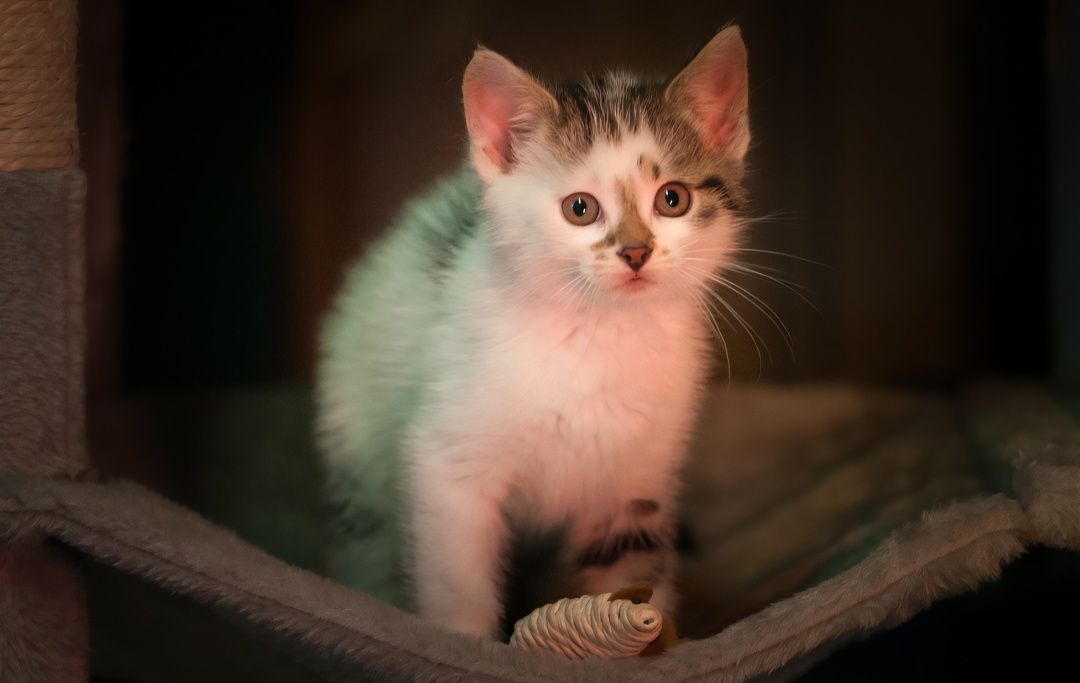 Kotki do adopcji