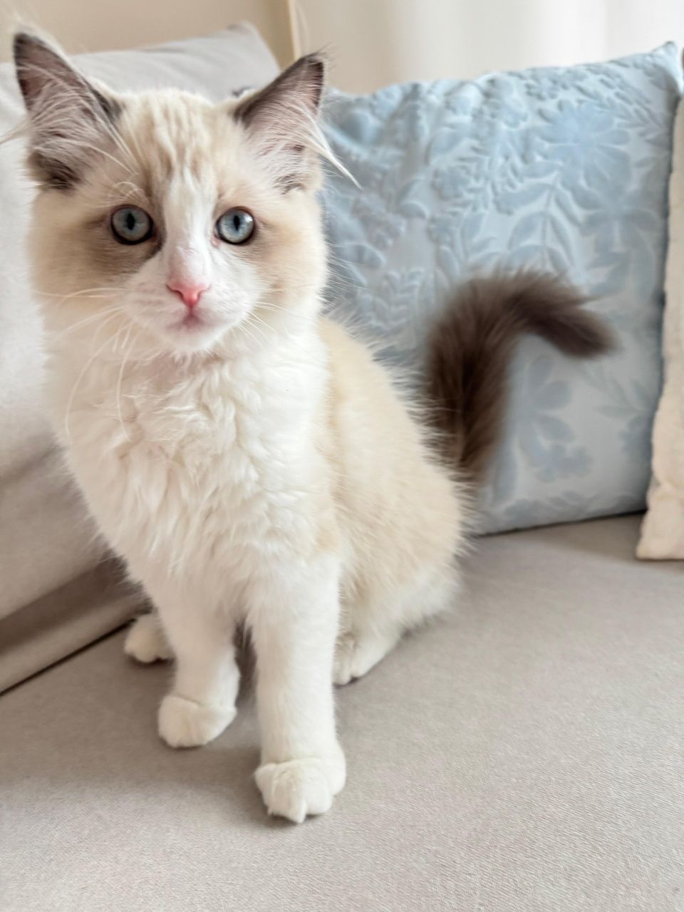 Kotka Ragdoll - Gloria