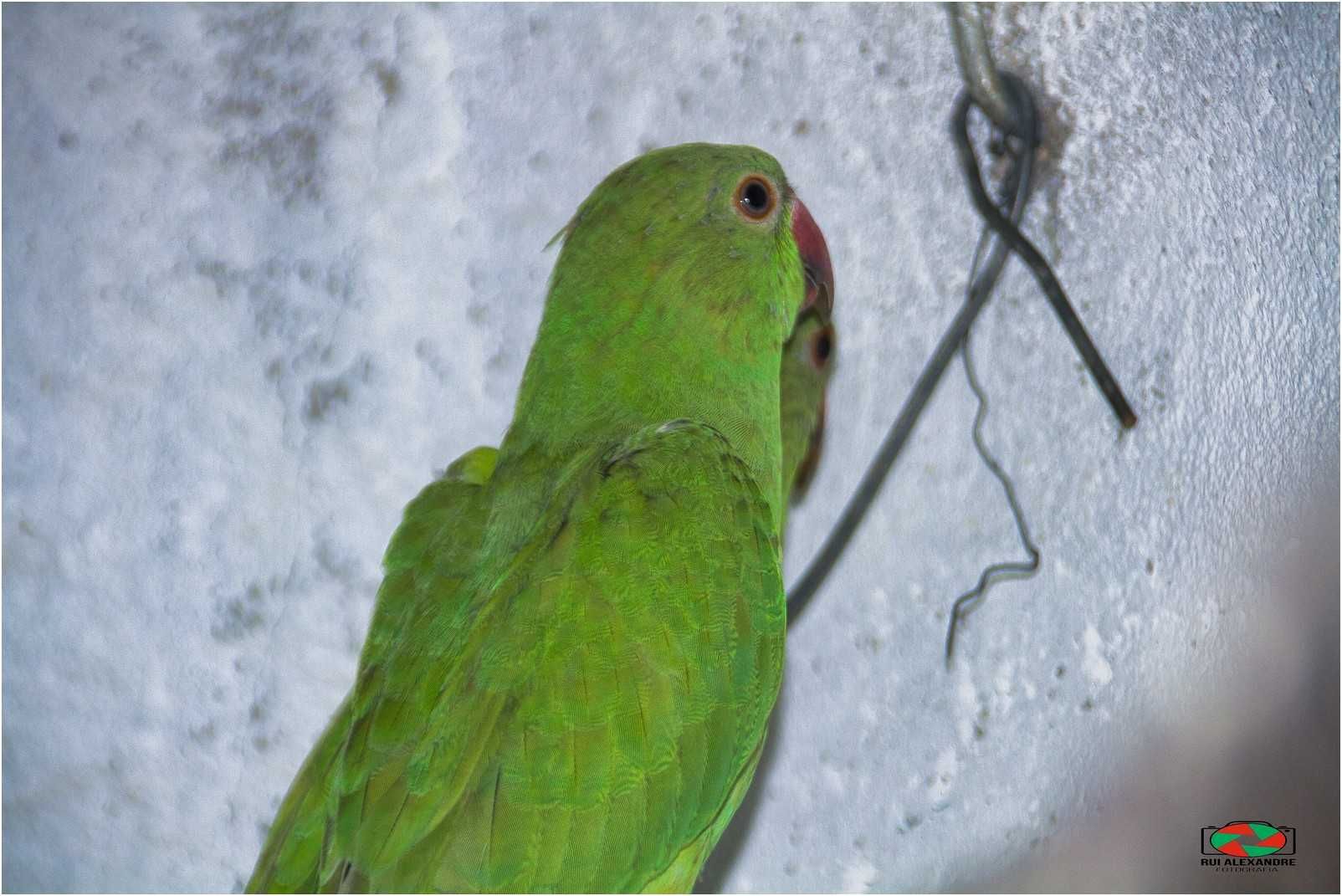 Ring Necks varias mutações