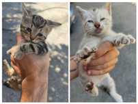 Gatos Bebes para Doação 2