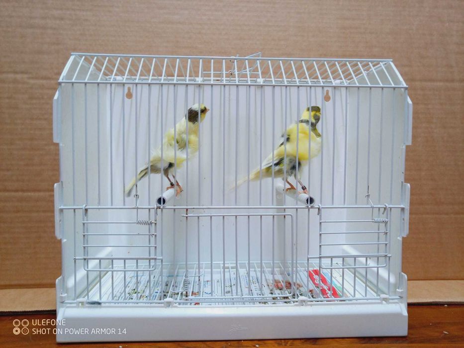 Vendo canários apartir de 10€