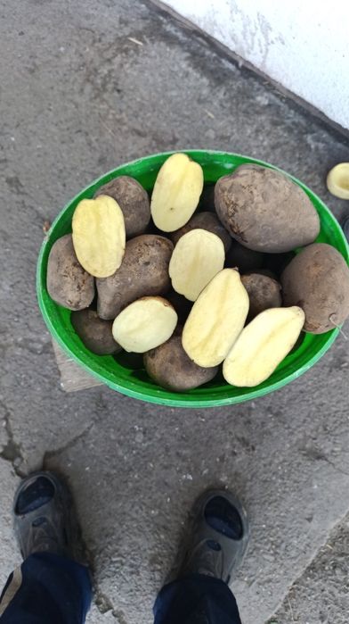 Картопля з доставкою сорти тайфун біла роса конект