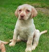 Szczeniak Labrador Retriever