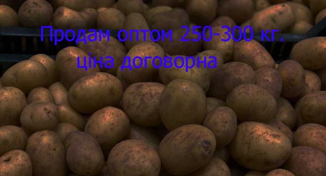 Картопля оптом 250-300кг.