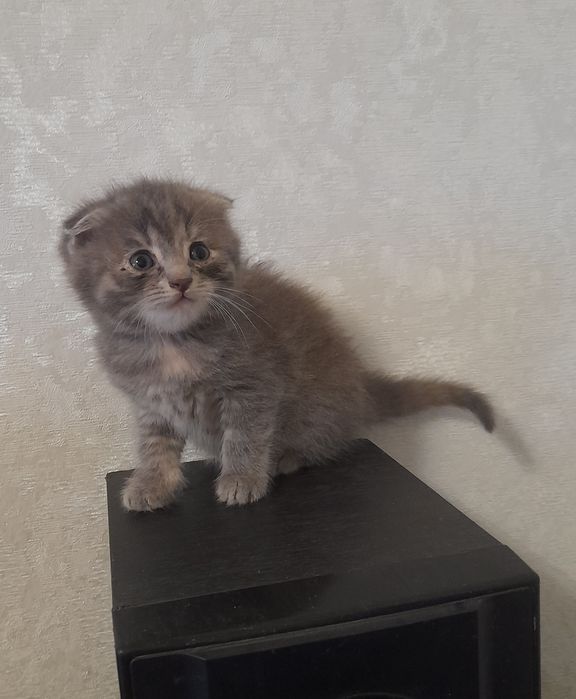 Котик безкоштовно