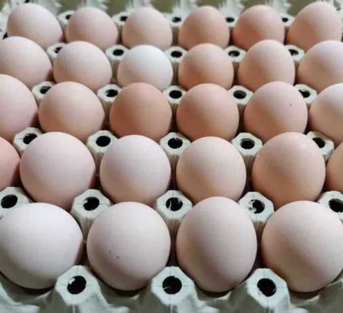 Jaja jajka ekologiczne wiejskie