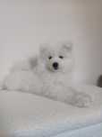 Samoyed szczenię Już do odbioru ZKwP FCI