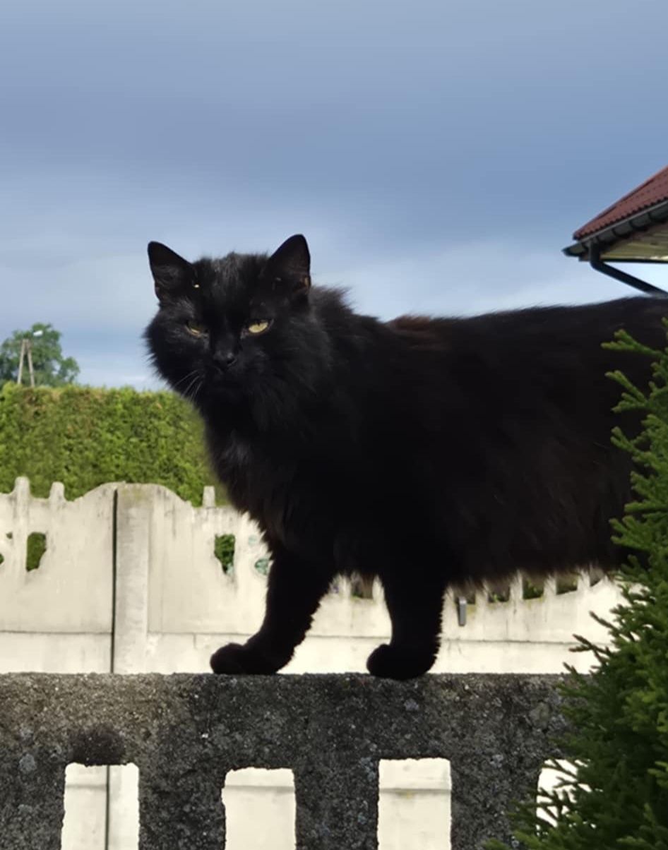 Simba kot długowłosy