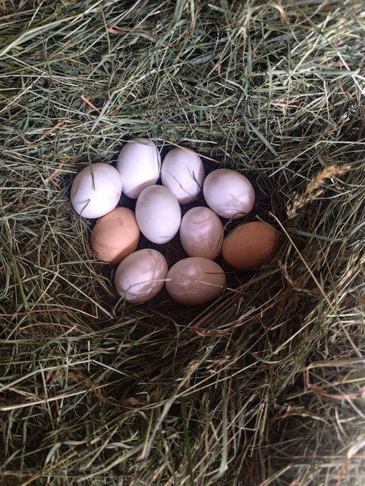 Jajka Wiejskiej Świeże