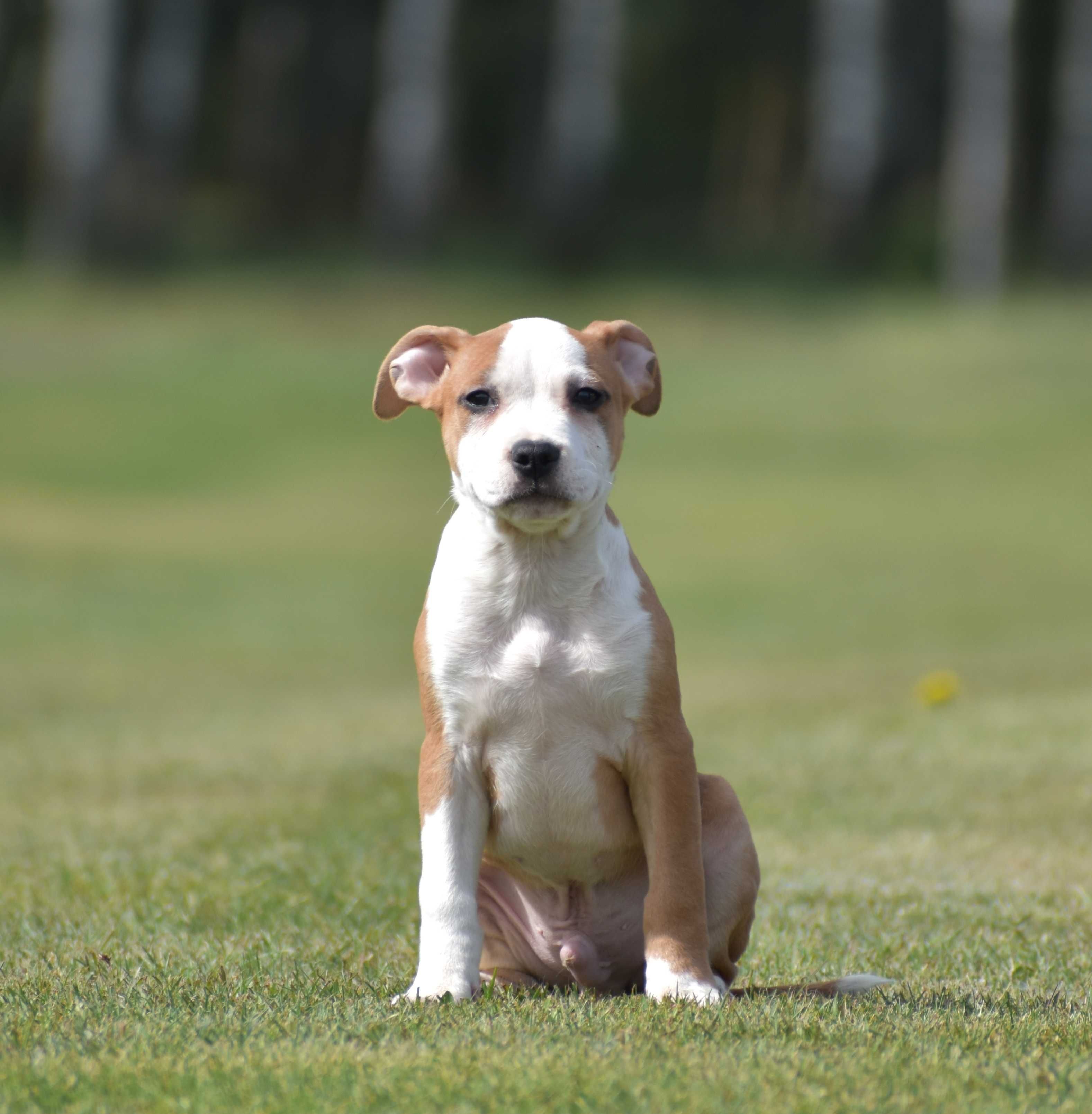 American Staffordshire Terrier,Amstaff,rodowód FCI,ZKwP,po Ch. PIESEK