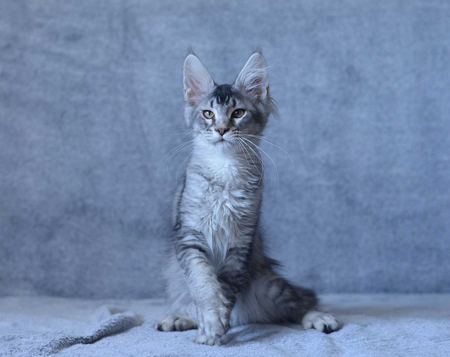 Dziewczynka Maine coon gotowa na zmianę domu FPL