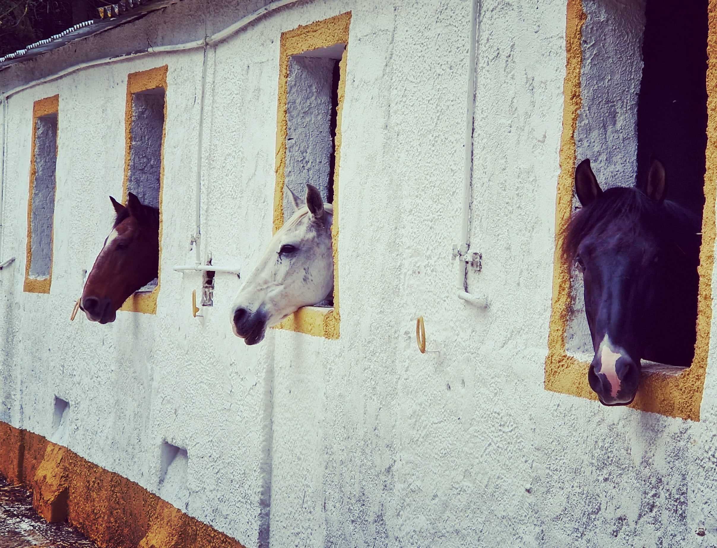 Trabalho de cavalos