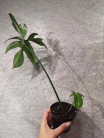 Philodendron Pedatum