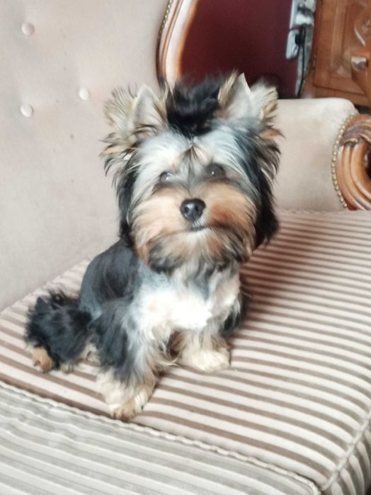 Yorkshire terrier chłopczyk Billy