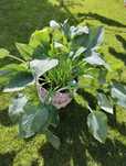Hosta Funkia ogromna