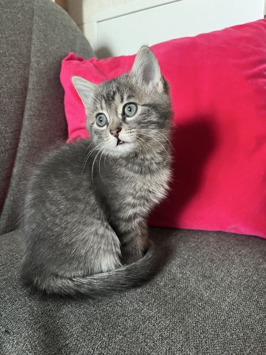 Сірий котик.