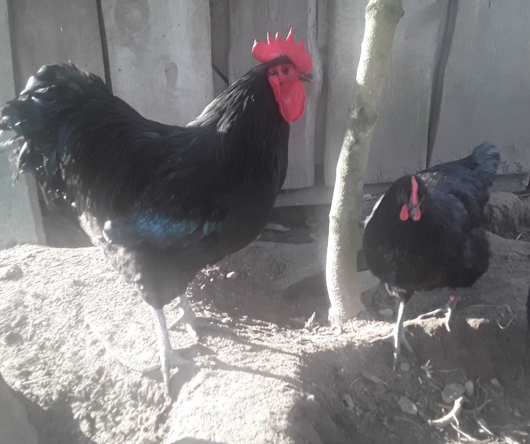 Australorp jaja lęgowe