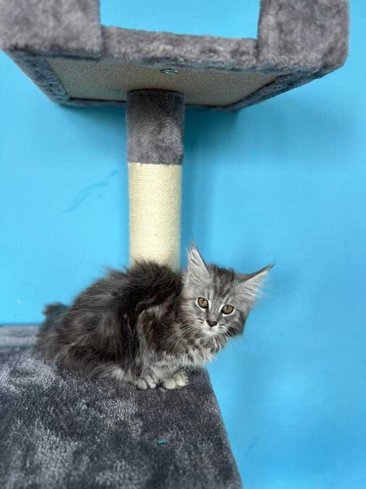 Maine Coon  z rodowodem