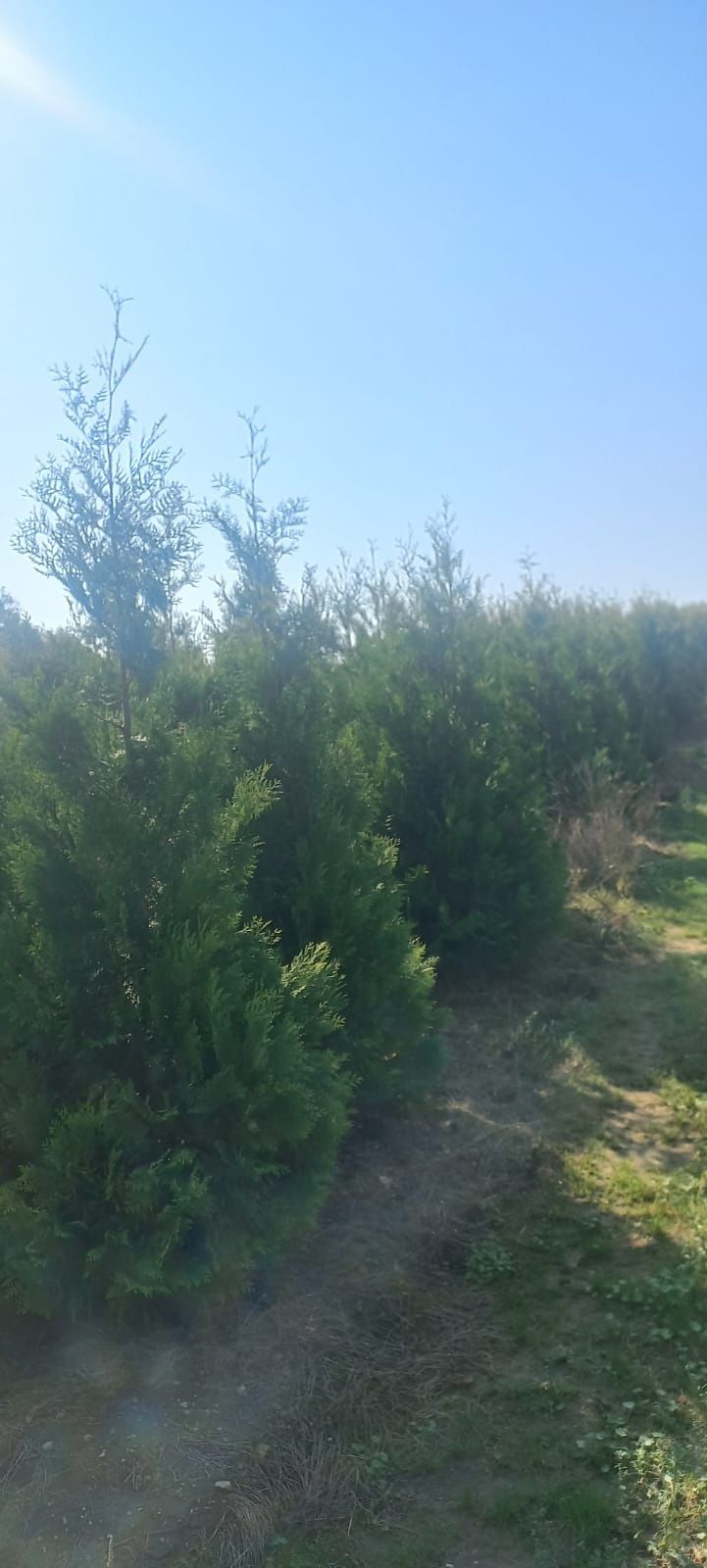 Tuja brabant salant 180 cm PROMOCJA 25 zł