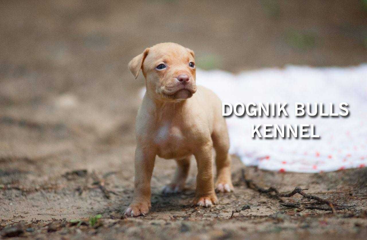 Щенки питбуля, апбт, питбультерьер. Питомник "Dognik Bulls"