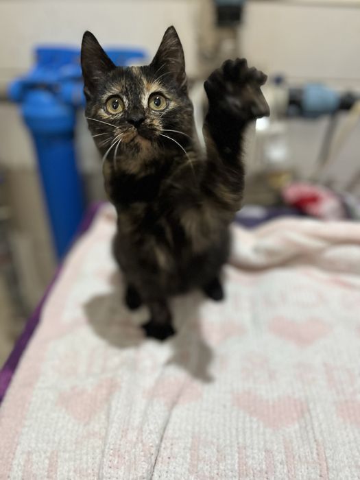 Котенок Моника 2 мес привита