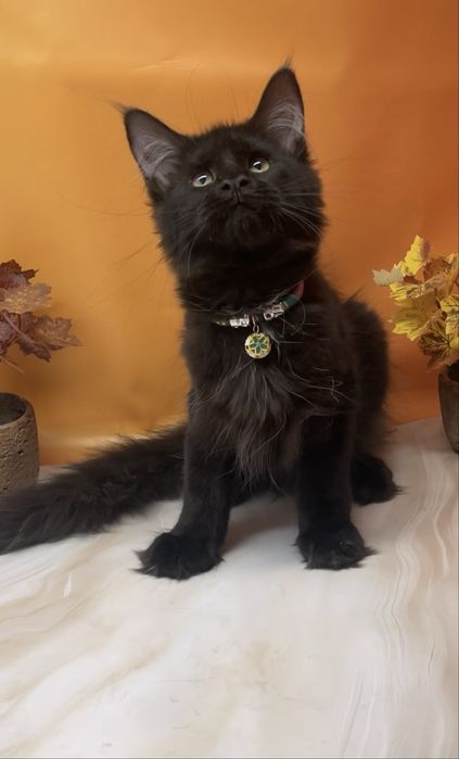 Шикарный котик в любимцы