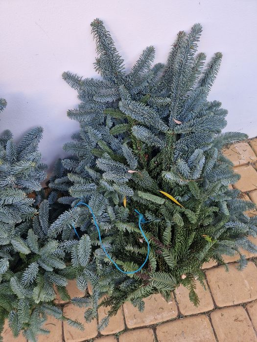 Jodła nobilis duński