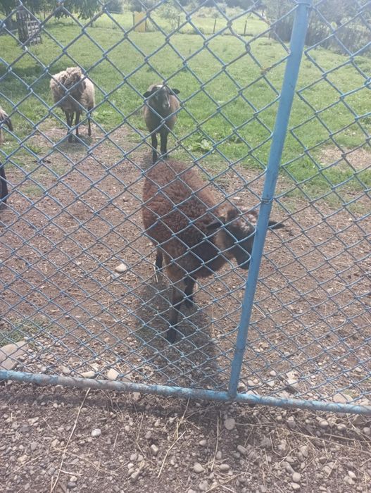 Продам вівцю романівської породи