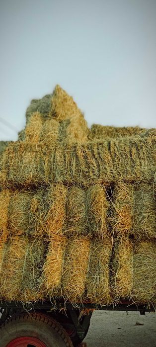 Siano w kostkach 2025 transport!!!