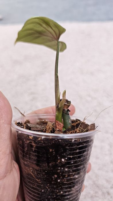 Филодендрон Гигас, Сильвер Квин, Плавмани, Бразил, Эмиральд квин