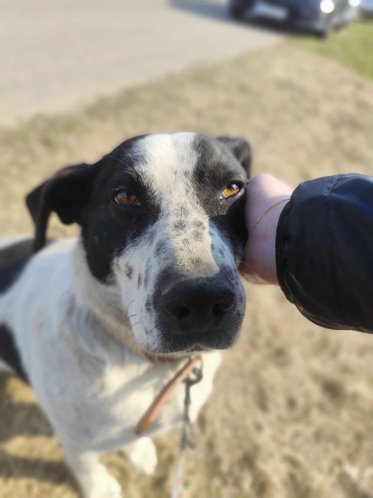 Psi ideał Kminek serdecznie poleca się do adopcji!
