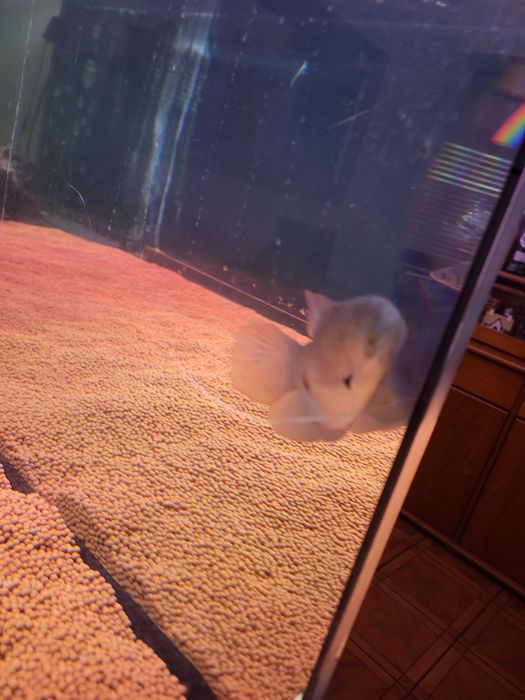 Gurami Red tail & cichla xingu