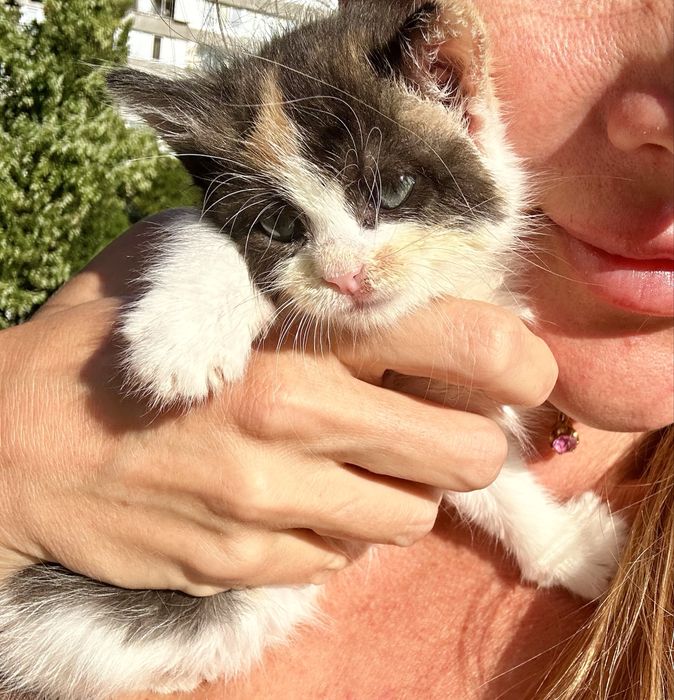 Кошеня ДІВЧИНКА котенок Малишка 1,5 місяці