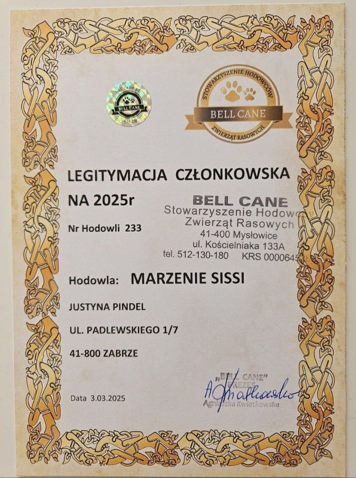 Chihuahua.Gotowe do odbioru.Piękne niebieskie i liliowe szczeniaki.