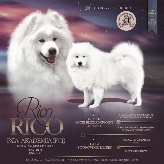 Samoyed - reproduktor ZKwP FCI