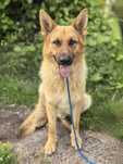 Ares - piękny, 1,5-roczny owczarek do adopcji