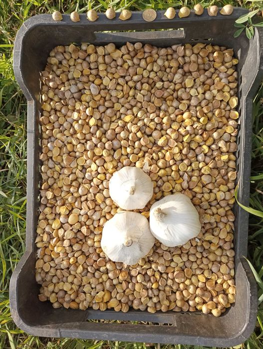 дітки часника "Рокамболь" (іспанський)