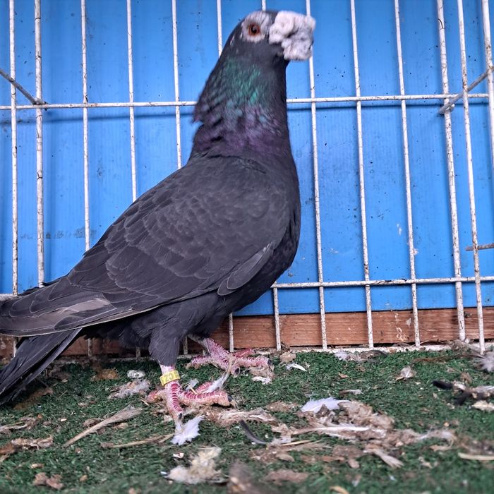 Dragon dragony możliwy transport