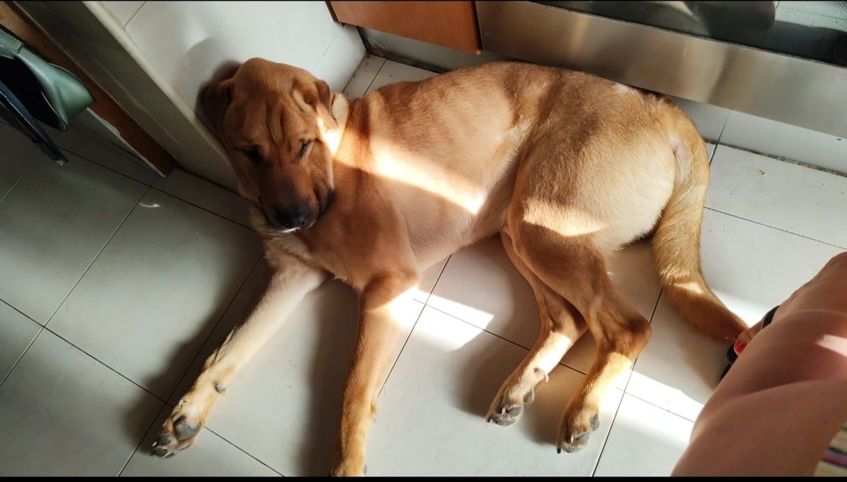 Sharpei x serra da estrela para adoção responsável