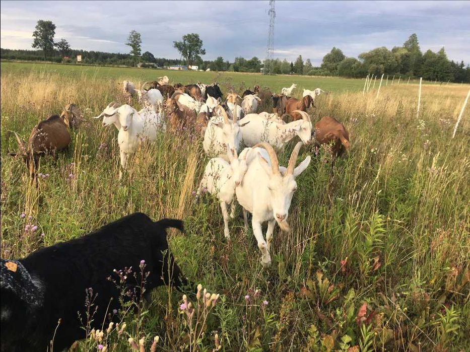 Kozy saneńskie - dokumenty; koziołki