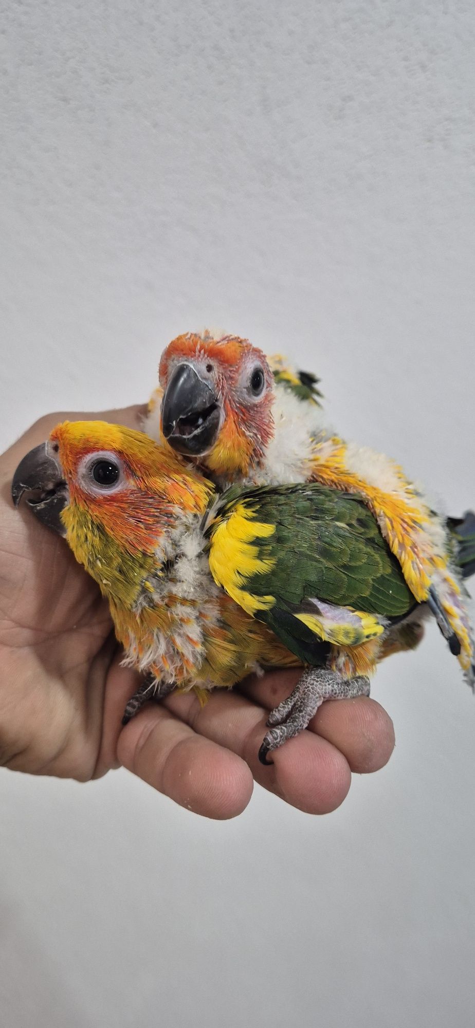 Aratingas criadas a mão