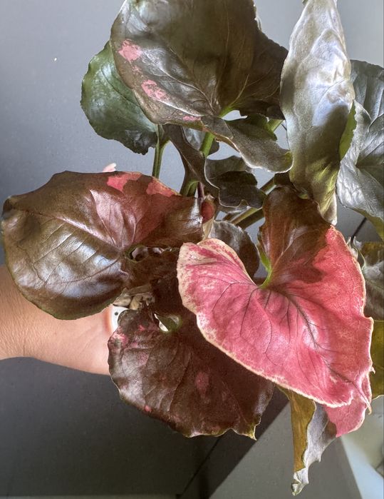 Syngonium Strawberry Ice