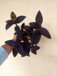 Planta Tradescantia Purple Heart