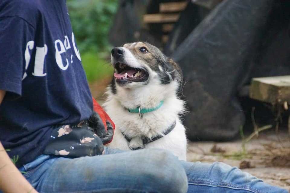 Łaciatek Marshall szuka wspaniałego domu!