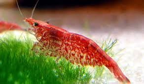 GB Krewetka Red Cherry (Neocaridina Var. Red) po sakurach od 3 zł/szt