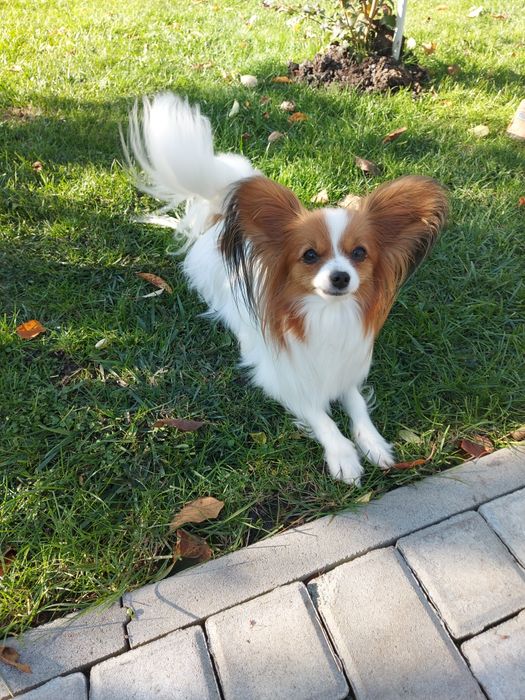 Папійон хлопчик ( папільон)