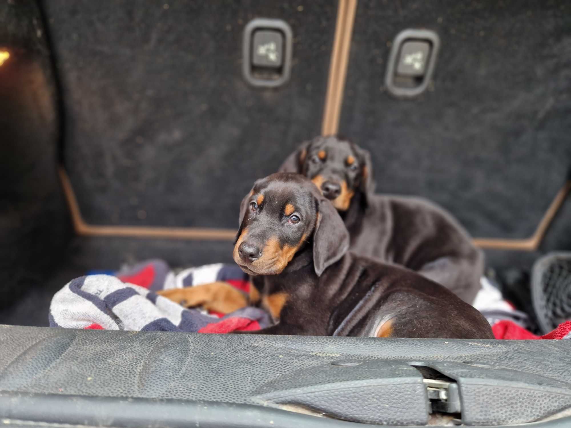 Doberman com lop/pedegree